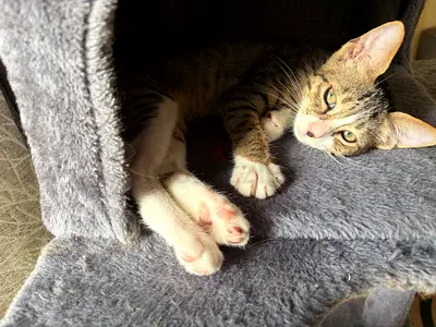 Kitten for Adoption