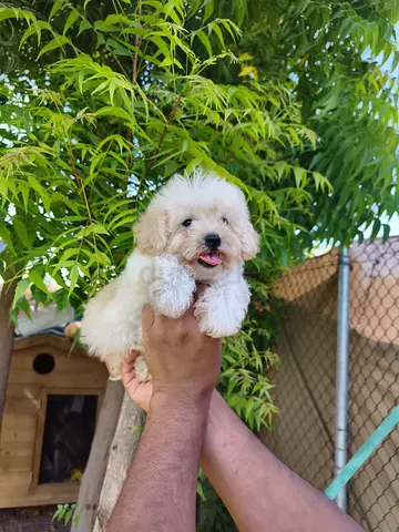 Toy Maltipoo