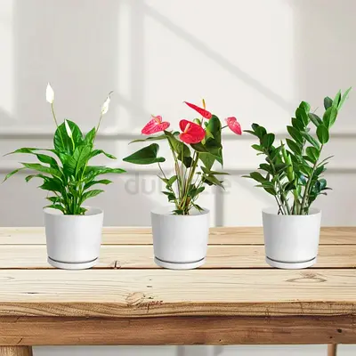 Set of 3 Indoor Potted Plants in White Ceramic Pots - White Lilly - Anthurium - Zz Plant