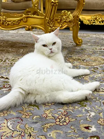 Clean cat for adoption