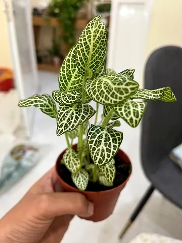Small Fittonia (Nerve Plant) in Pot - Healthy Indoor Plant