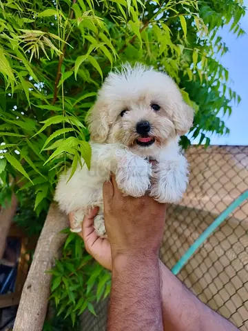 pet