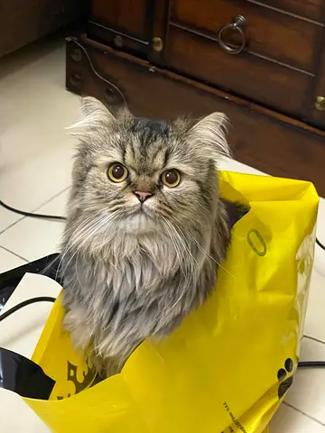 Vaccinated healthy male cat for adoption