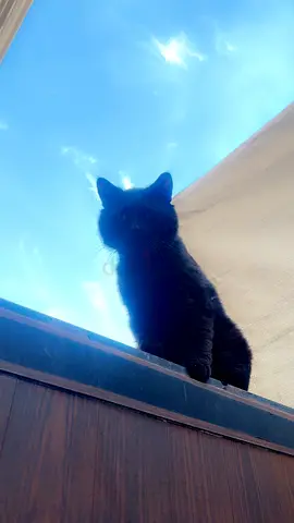 Magical black cat— friendly and intelligent