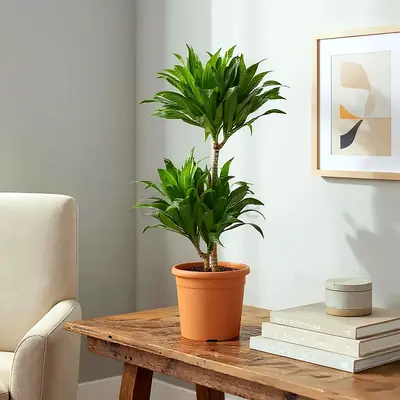 Dracaena Compacta (Indoor Potted Plant) - Healthy Plant 40cm