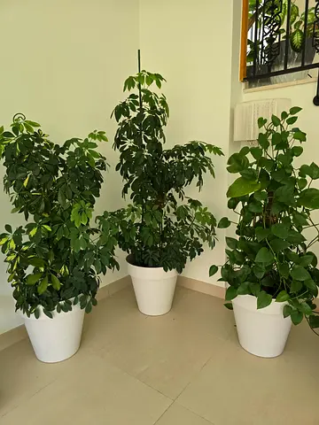 Indoor Natural Plants
