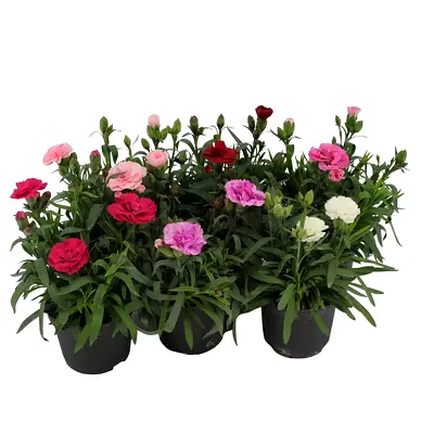 Live Dianthus Flowering Potted Plant