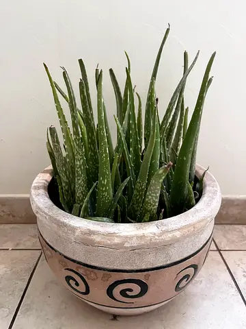 Aloe Vera for sale
