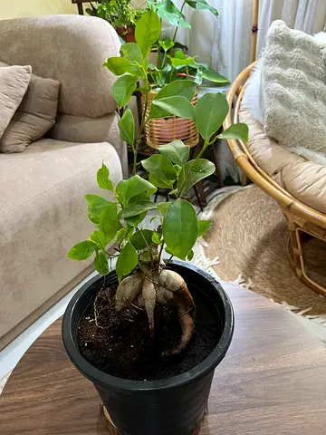 Small indoor potted ficus plant with bulbous root (ready to rehome)