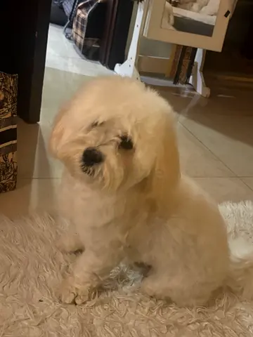 Adorable white small breed dog for adoption