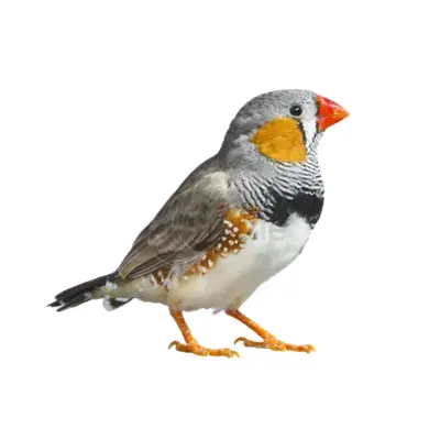 LOOKING FOR ANY BIRDS FOR FREE ADOPTION