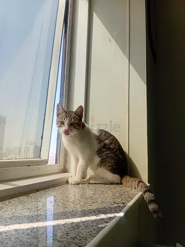 Cute cat for adoption