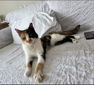 Pudding - most cuddly rescue kitty ever! vaccinated and spayed