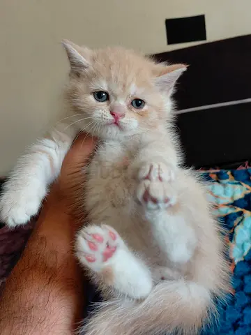 Cats for adoption
