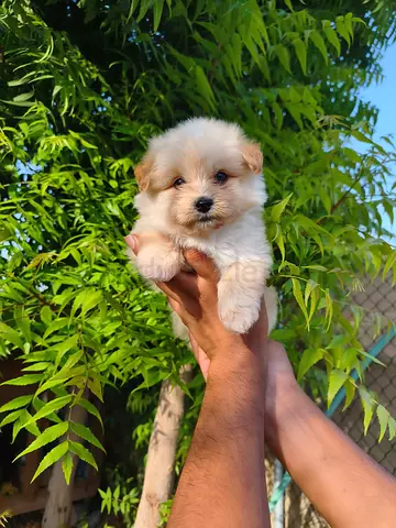pet