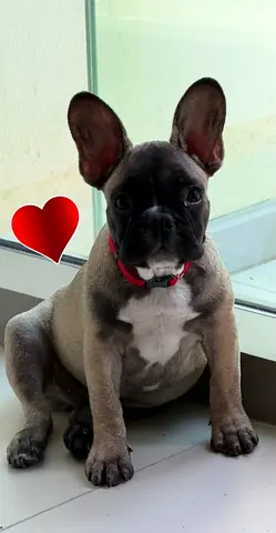 French Bulldog puppy