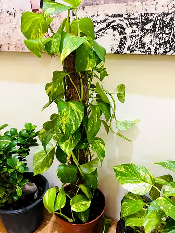 Golden Pothos (Epipremnum aureum) climbing plant on coco pole - healthy indoor plant