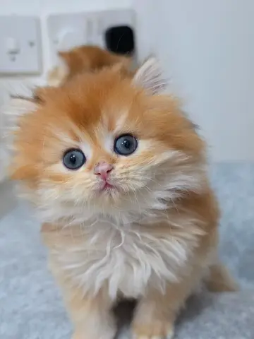 70 days old pure golden British