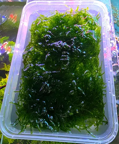 Aquarium Plants Trimmings for Sale - Java Moss