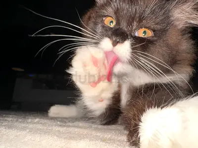 7 months old cat