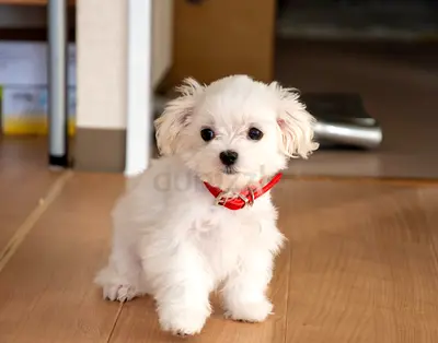⭐ Lovely playful Maltese puppy - toy size ⭐