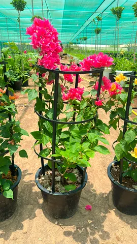 Potted pink bougainvillea on trellis - healthy flowering plant