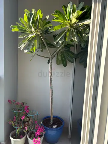 Tall potted indoor/outdoor ornamental tree (easy care) with a beautiful heavy duty ceramic blue pot