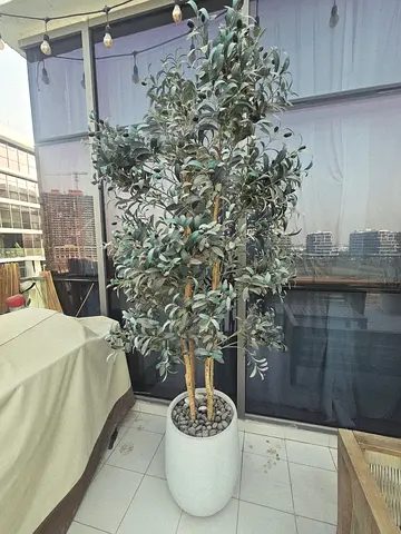 Large artificial olive trees x 2 in terracotta style pot - ready for balcony or indoors