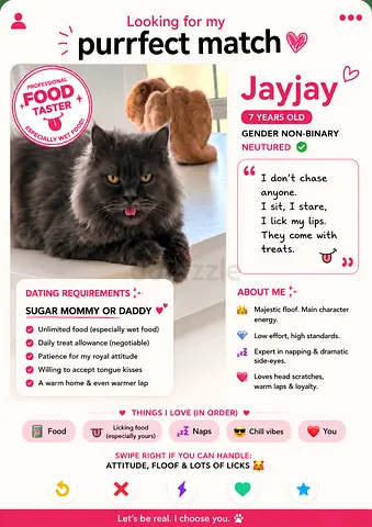 Amazing cat for adoption