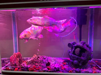 3 koi Fish with Decorated 80L Aquarium