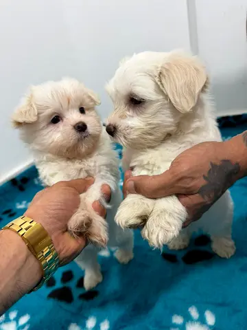 Two adorable Maltese/Small white puppies — ready for new homes
