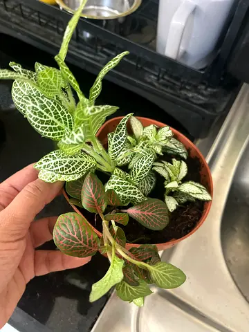 Three small Fittonia (nerve plant) potted cuttings - mixed varieties