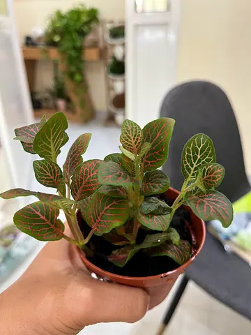 Small Fittonia (Nerve Plant) in 9 cm Pot - Healthy Indoor Plant