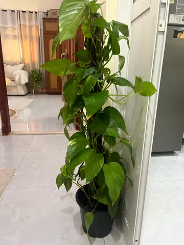 Large trailing Pothos (Epipremnum) in pot - healthy indoor plant