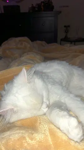 Persian white hair cat