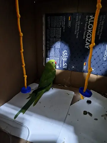 Ring neck parrot