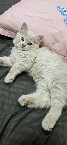 fluffy orange kitten, about 2 .5 months old