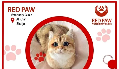 Cat Adoption days excellent Vet services