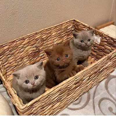 Pure breed British shorthair kittens