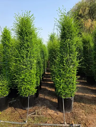 Tall Columnar Green Potted Shrubs - Mature Instant Privacy Plants