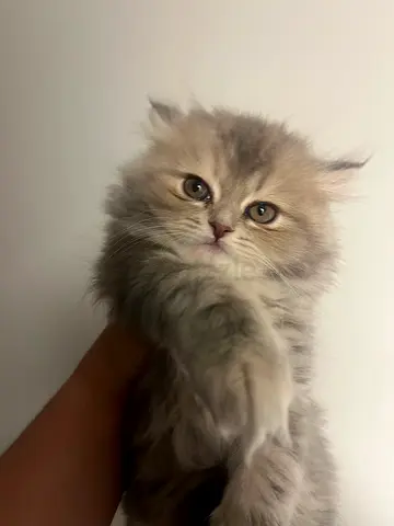 Fluffy long-haired kitten available for adoption — very friendly