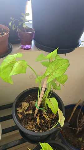 Syngonium Arrowhead House Plant in Black Pot