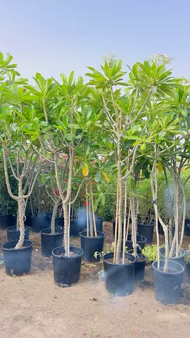 Potted Frangipani (Plumeria) Trees — Multiple Healthy Specimens