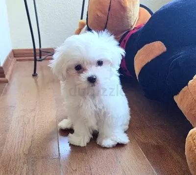 Adorable Purebred Maltese Puppies – Loving Homes Wanted! 🐶❤️