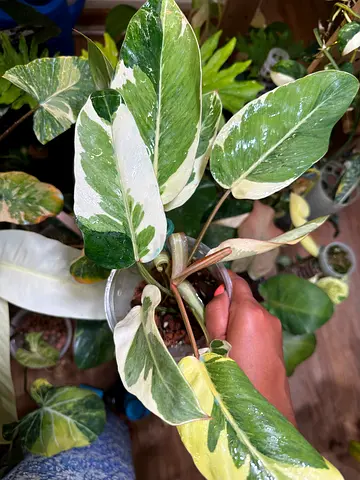Philodendron Shady lady, Aed350/-. Pickup near financial center metro. Delivery can be arranged   Th