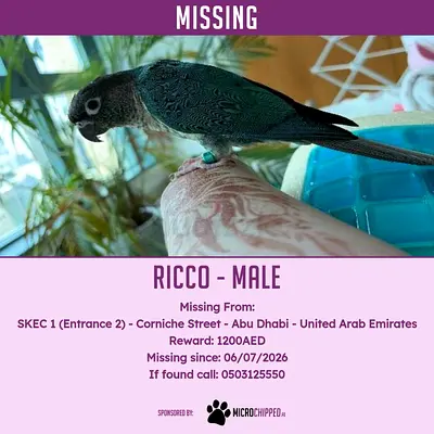 Lost conure parrot ricco in abu dhabi