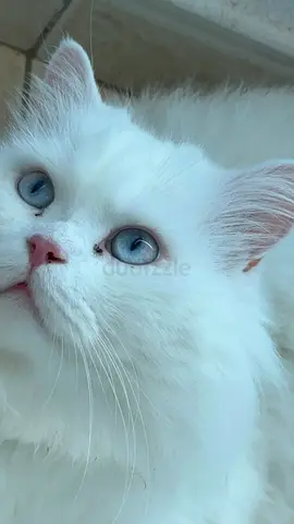 White Turkish Angora for adoption