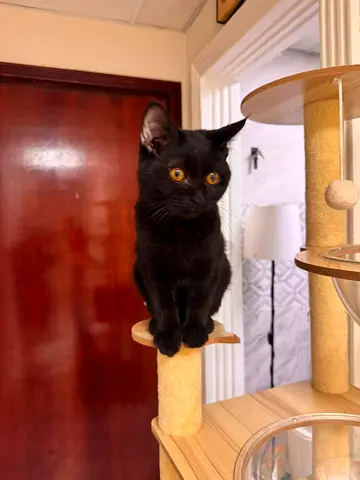 Onyx - Scotish Straight Male Kitten (Free)