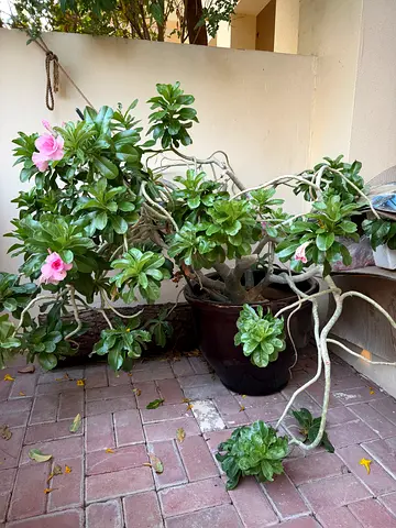 Large potted flowering Adenium (Desert Rose) with multiple branches — ready to rehome