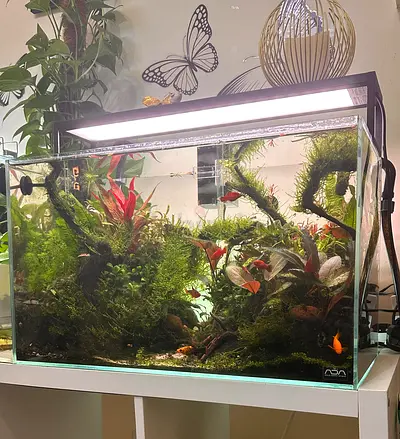 Planted Freshwater Aquarium with Fish and Lighting - Ready Setup